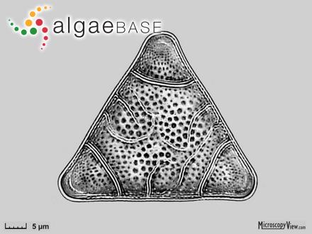 Neobrightwellia alternans (Bailey) M.P.Ashworth & P.A.Sims