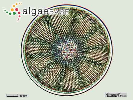 Stellarima microtrias (Ehrenberg) G.R.Hasle & P.A.Sims