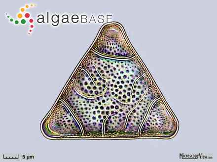 Neobrightwellia alternans (Bailey) M.P.Ashworth & P.A.Sims