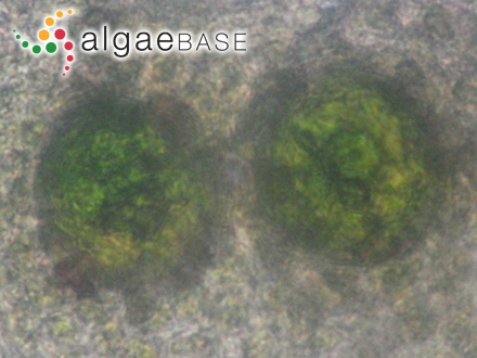 Spongomorpha aeruginosa (Linnaeus) C.Hoek