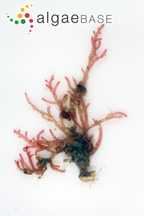 Crouania attenuata (C.Agardh) J.Agardh