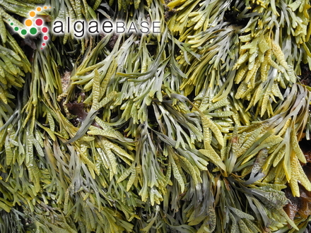 Pelvetiopsis limitata (Setchell) N.L.Gardner