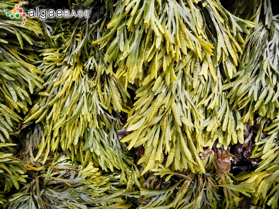 Pelvetiopsis limitata (Setchell) N.L.Gardner