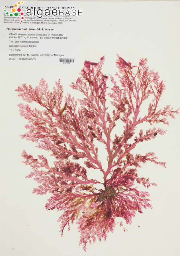 Plocamium fimbriatum M.J.Wynne
