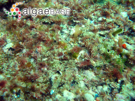 Derbesia marina (Lyngbye) Solier