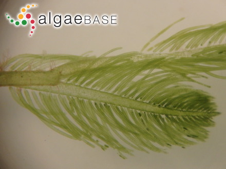 Bryopsis plumosa (Hudson) C.Agardh