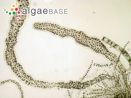 Porphyrostromium ciliare (Carmichael) M.J.Wynne