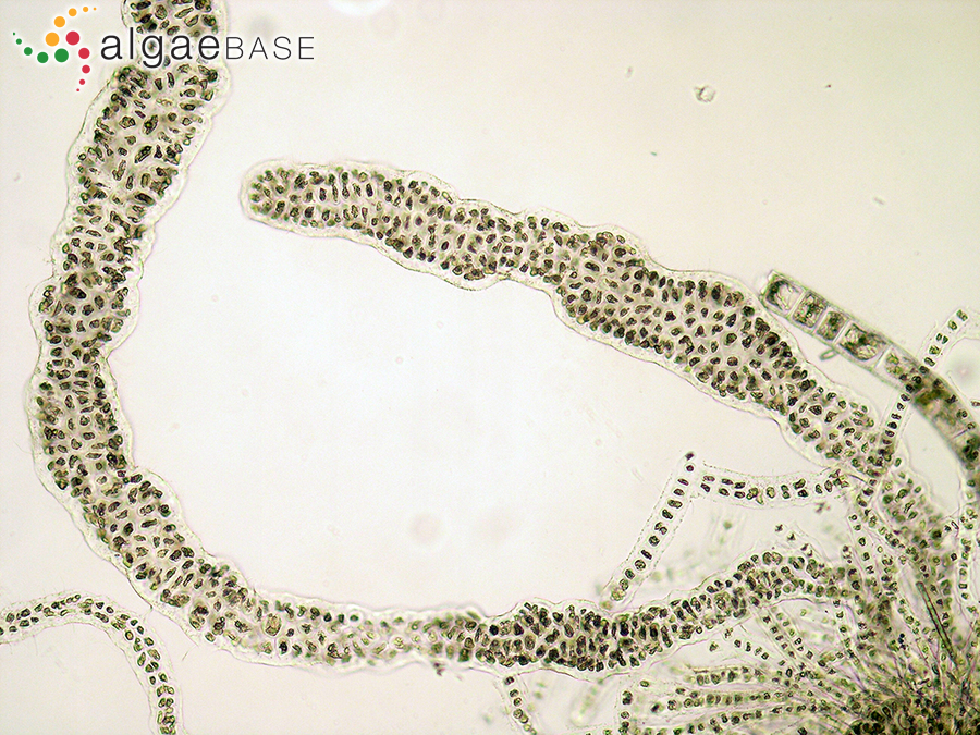 Porphyrostromium ciliare (Carmichael) M.J.Wynne