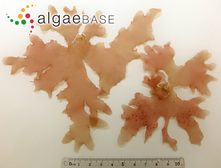 Aphanocapsa incerta (Lemmermann) G.Cronberg & Komárek