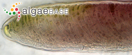 Olokunia atropurpurea (P.Crouan & H.Crouan) Pestana, Lyra, Cassano & J.M.C.Nunes