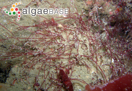 Microcystis stagnalis (Lemmermann) Lemmermann