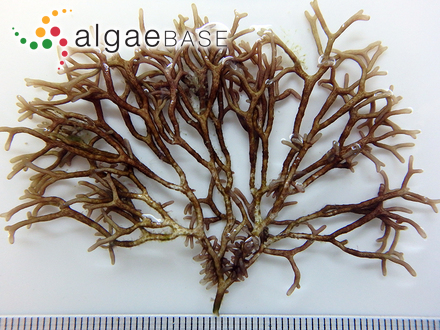 Liagora viscida (Forsskål) C.Agardh
