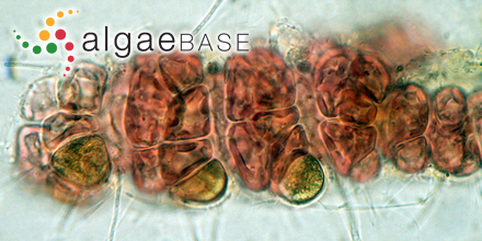 Gayliella mazoyerae T.O.Cho, Fredericq & Hommersand
