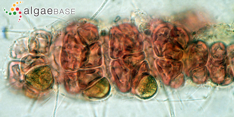 Gayliella mazoyerae T.O.Cho, Fredericq & Hommersand