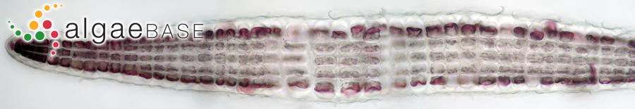 Drachiella spectabilis J.Ernst & Feldmann
