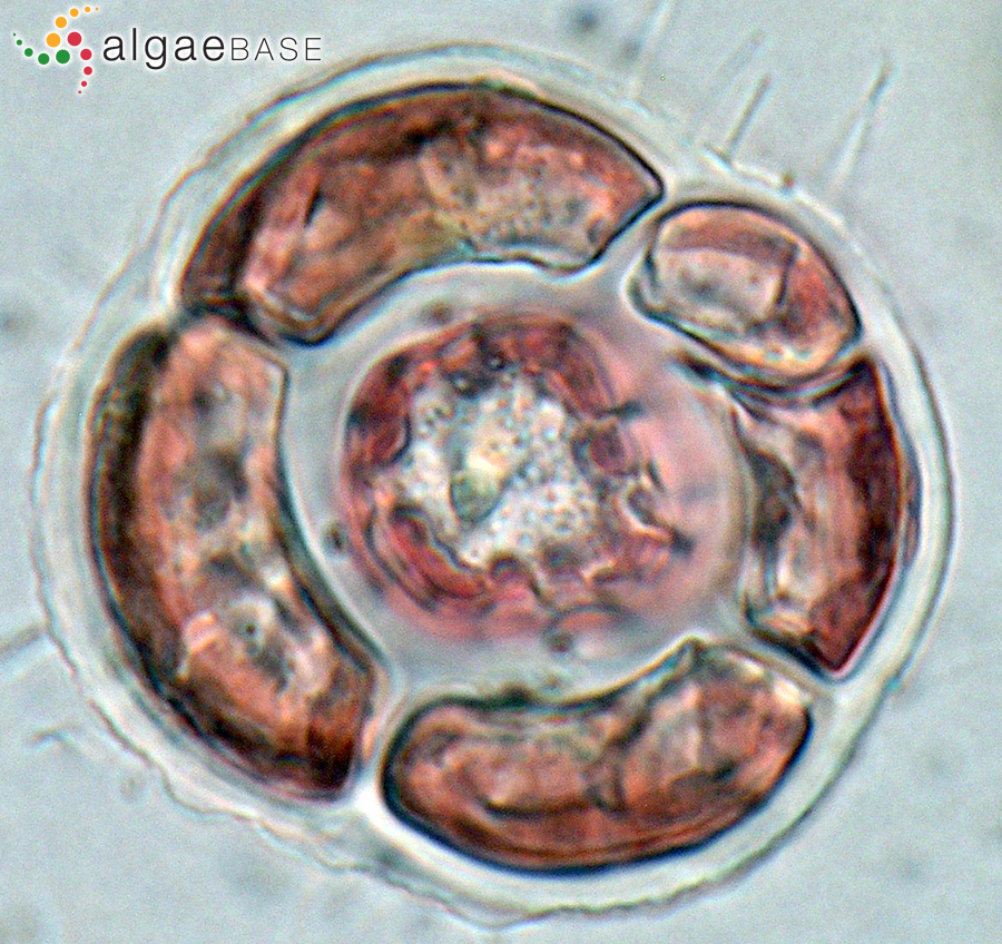 Gayliella mazoyerae T.O.Cho, Fredericq & Hommersand