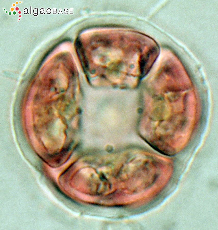 Gayliella mazoyerae T.O.Cho, Fredericq & Hommersand