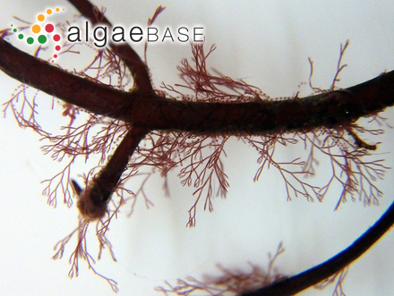 Scytonema arcangelii Bornet & Flahault