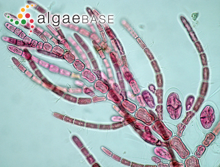 Antithamnionella spirographidis (Schiffner) E.M.Wollaston