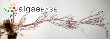 Aglaothamnion cordatum (Børgesen) Feldmann-Mazoyer