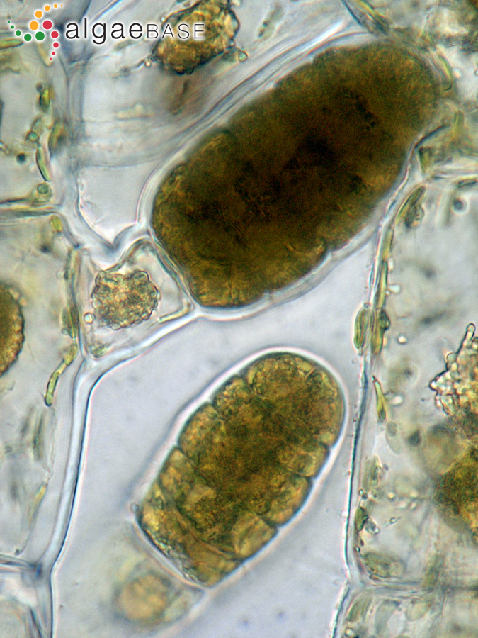 Feldmannia globifera (Kützing) Hamel