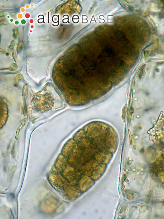 Feldmannia paradoxa (Montagne) Hamel