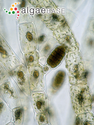 Feldmannia globifera (Kützing) Hamel