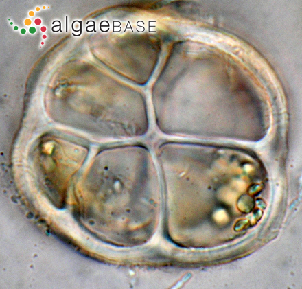 Asperococcus scaber Kuckuck