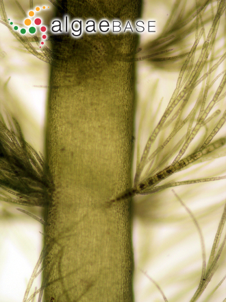 Arthrocladia villosa (Hudson) Duby