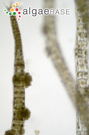 Asperococcus scaber Kuckuck