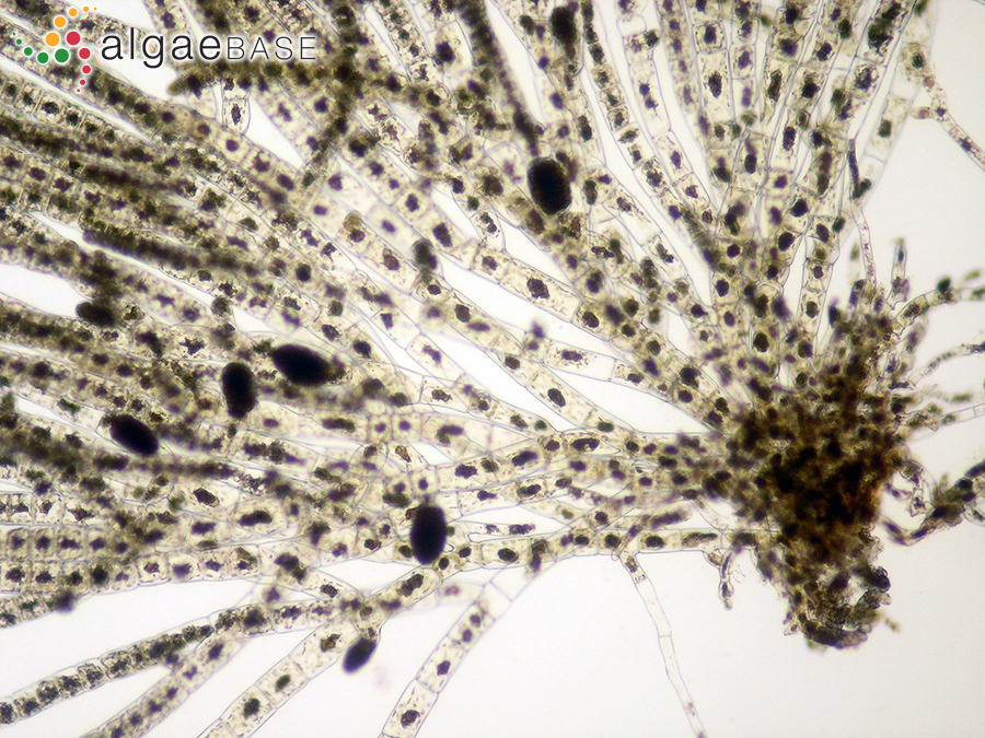 Feldmannia paradoxa (Montagne) Hamel