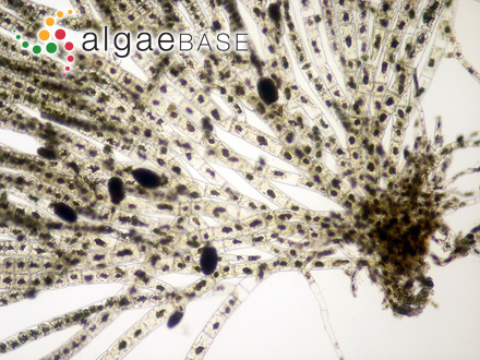 Feldmannia paradoxa (Montagne) Hamel