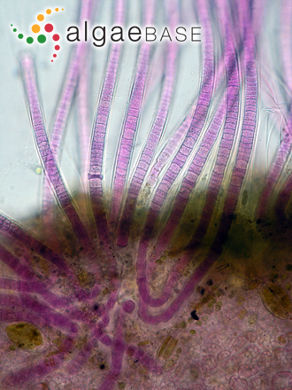 Phormidium baculum (Gomont) Anagnostidis
