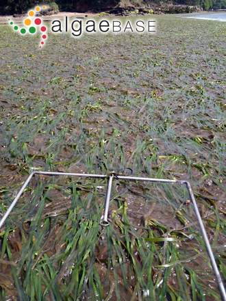 Zostera marina Linnaeus