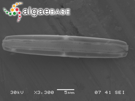 Archaeolithothamnion stefaninii Raineri