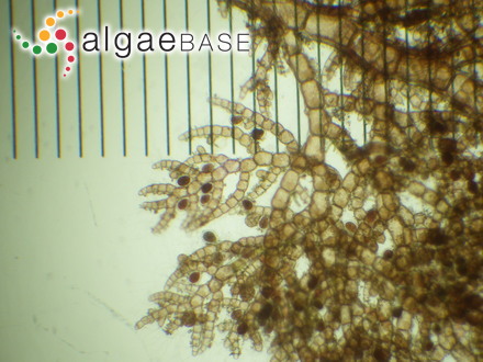 Bossiella dichotoma (Manza) P.C.Silva