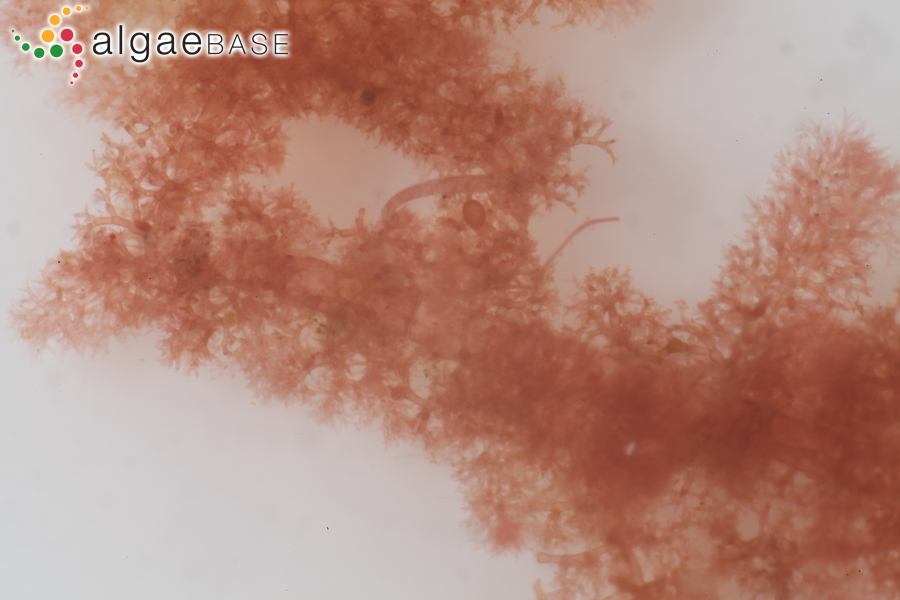 Pterothamnion crispum (Ducluzeau) Nägeli
