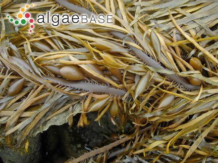 Phyllospora comosa (Labillardière) C.Agardh