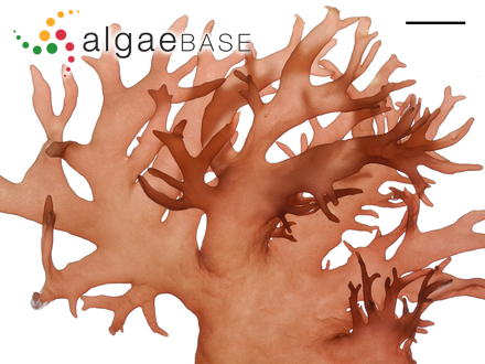 Platoma cyclocolpum (Montagne) F.Schmitz