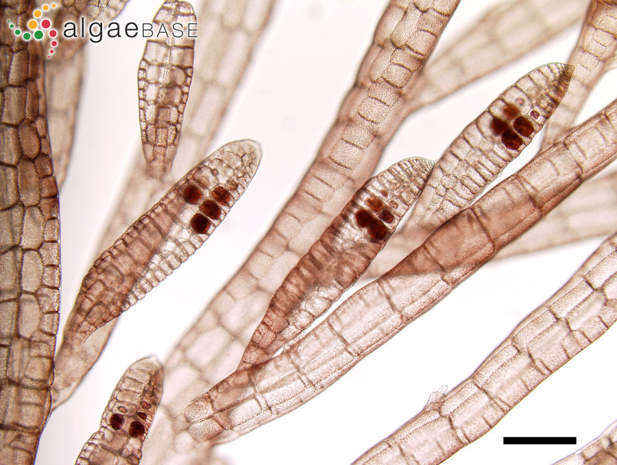 Platysiphonia delicata (Clemente) Cremades