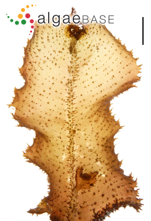 Neurymenia fraxinifolia (Mertens ex Turner) J.Agardh