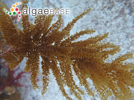 Oscillatoria anguina Bory ex Gomont