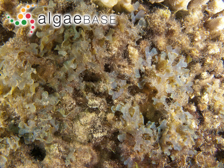 Schizothrix perforans Geitler