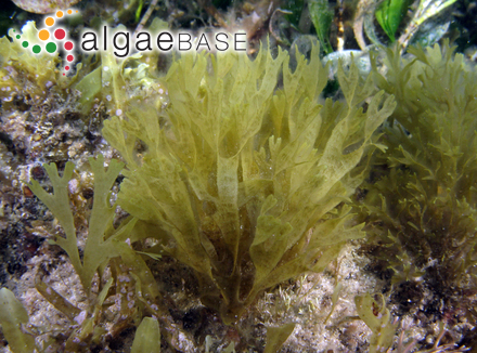 Dictyota ciliolata Sonder ex Kützing