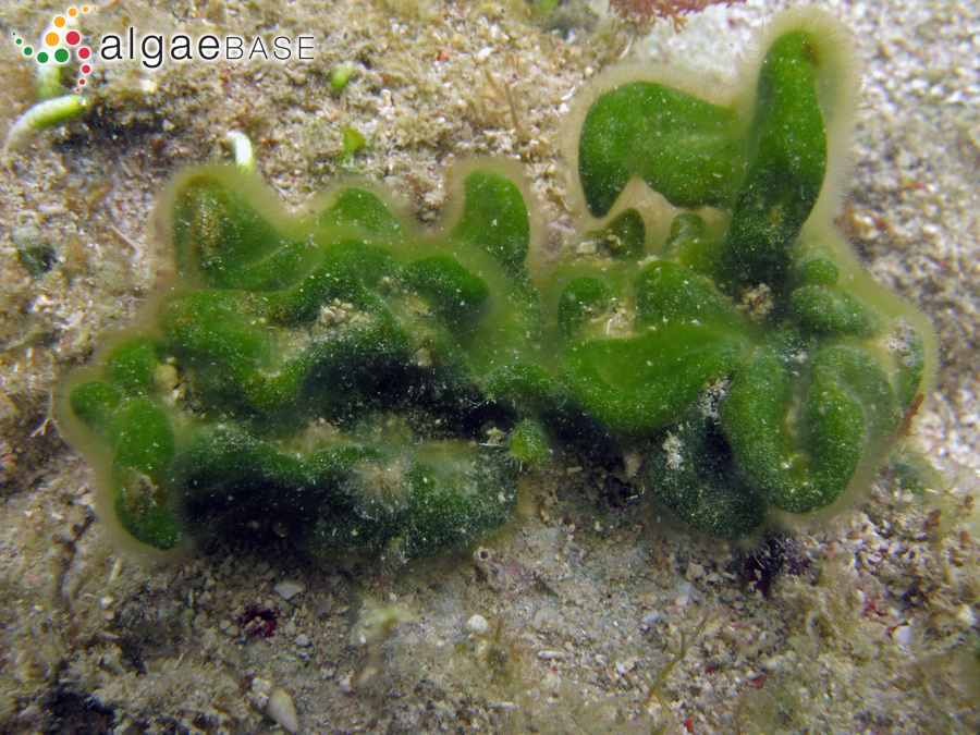 Codium arabicum Kützing