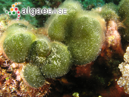 Colacium vesiculosum f. cyclopicola (Gicklhorn) T.G.Popova ex Wolowski