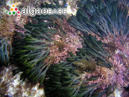 Codium galeatum J.Agardh