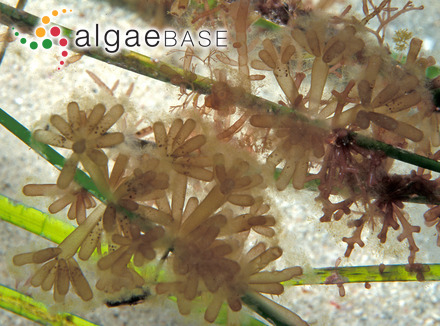 Coeloclonium umbellatum (Harvey) J.Agardh