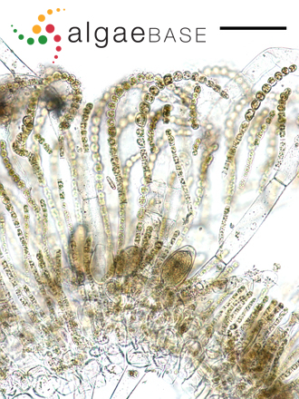 Cladosiphon filum (Harvey) Kylin