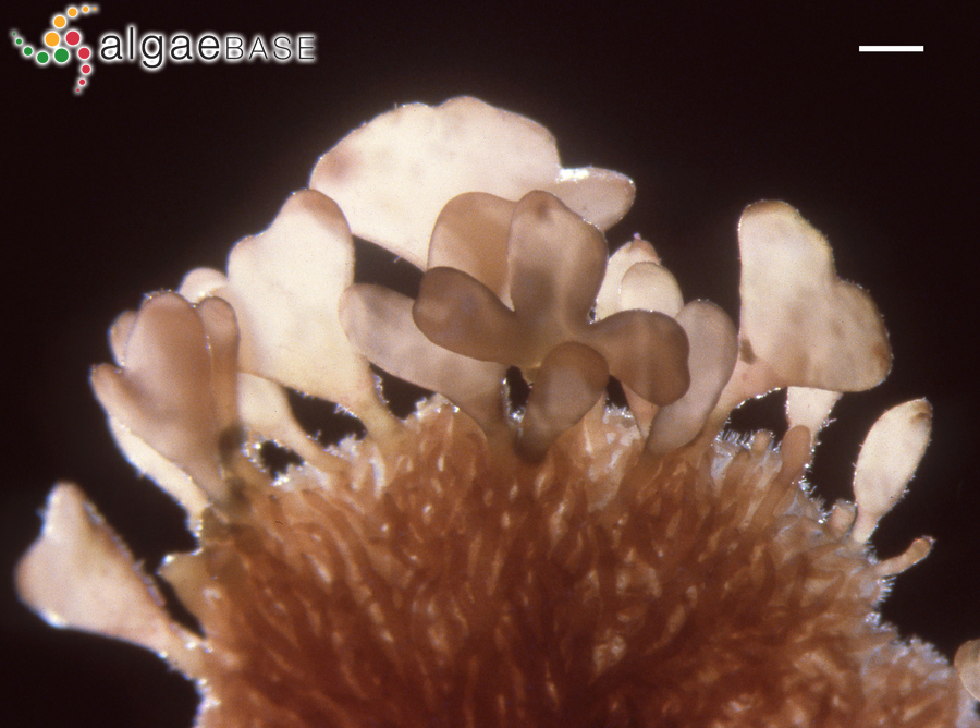 Codiophyllum flabelliforme (Sonder) F.Schmitz